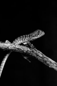 美白クリームに含まれるコウジ酸の黒ずみへの効果は？