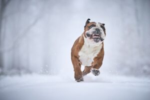 黒ずみを改善する美白クリームにアルブチンはどのように効果的ですか？