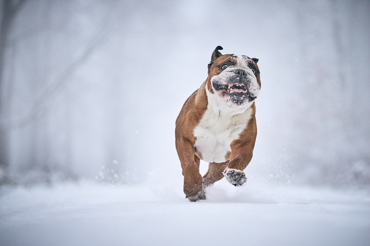 黒ずみを改善する美白クリームにアルブチンはどのように効果的ですか？