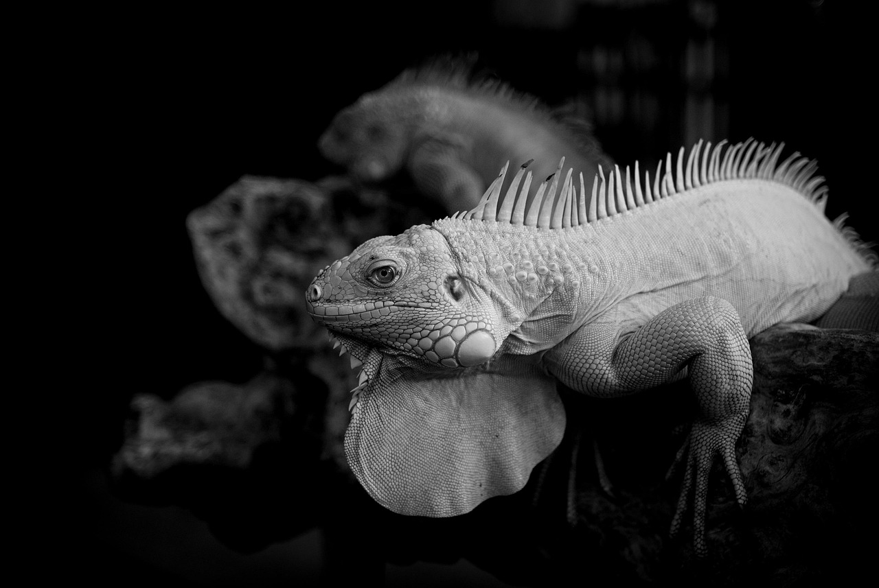 20代におすすめの黒ずみ対策に最適な美白クリームは？