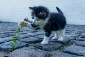 手の黒ずみを美白するクリームの比較は？