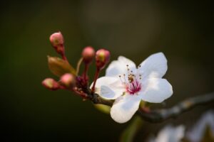 デリケートゾーンの黒ずみを美白するクリームの比較は？