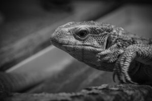 黒ずみを改善する美白クリームのベストランキングは？