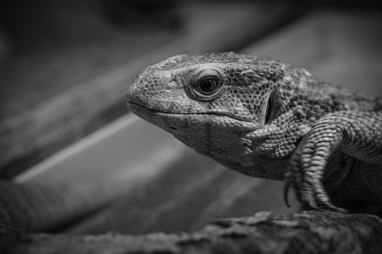 黒ずみを改善する美白クリームの全成分は何ですか？