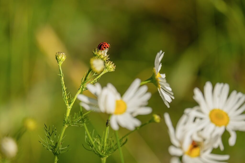 美白クリームの比較はどれが本当に効果的？